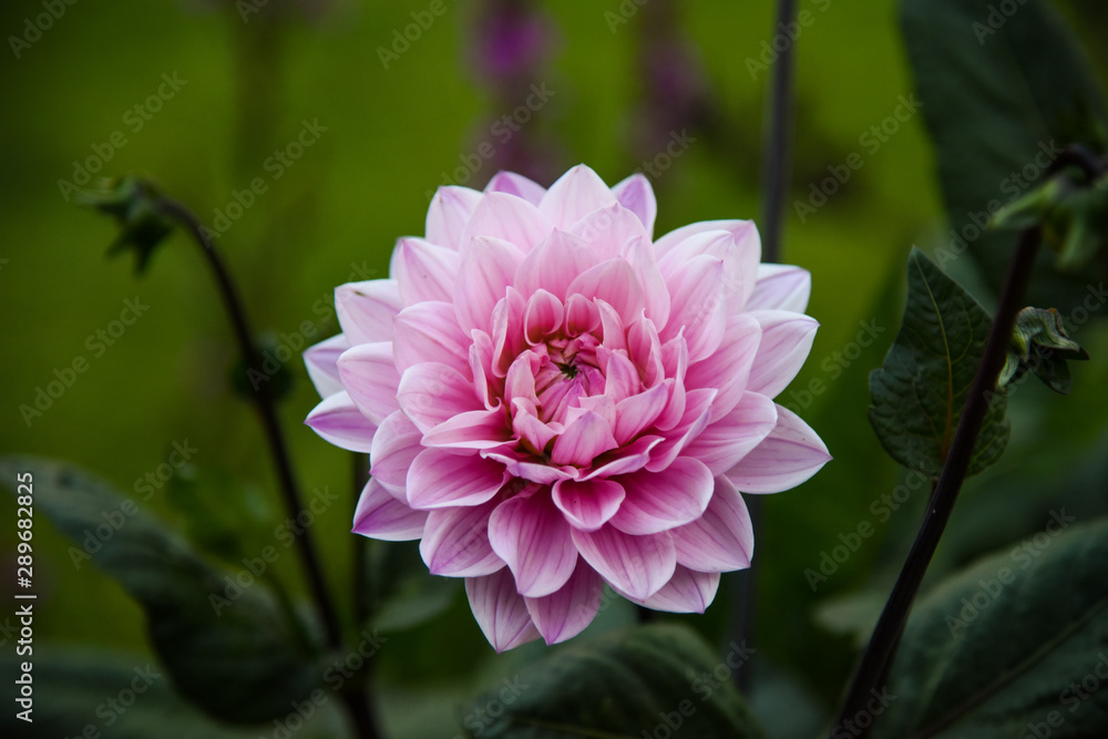 pink flower pink flower