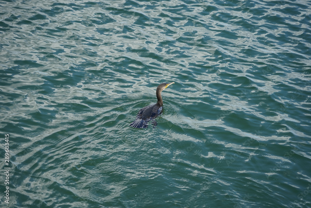 Fototapeta premium Schwimmender Kormoran in der Ostsee