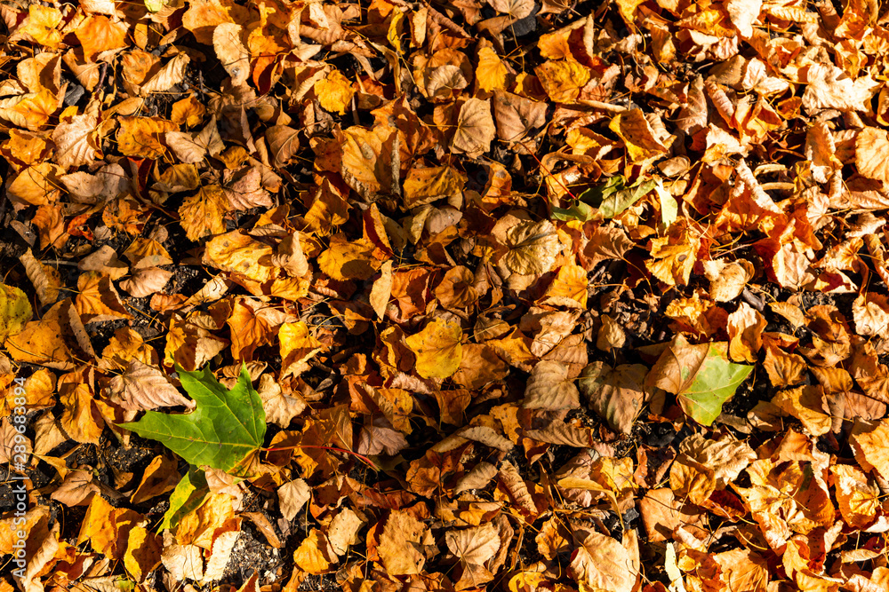 Colorful backround image of fallen autumn leaves. Colorful backround image of fallen autumn leaves.