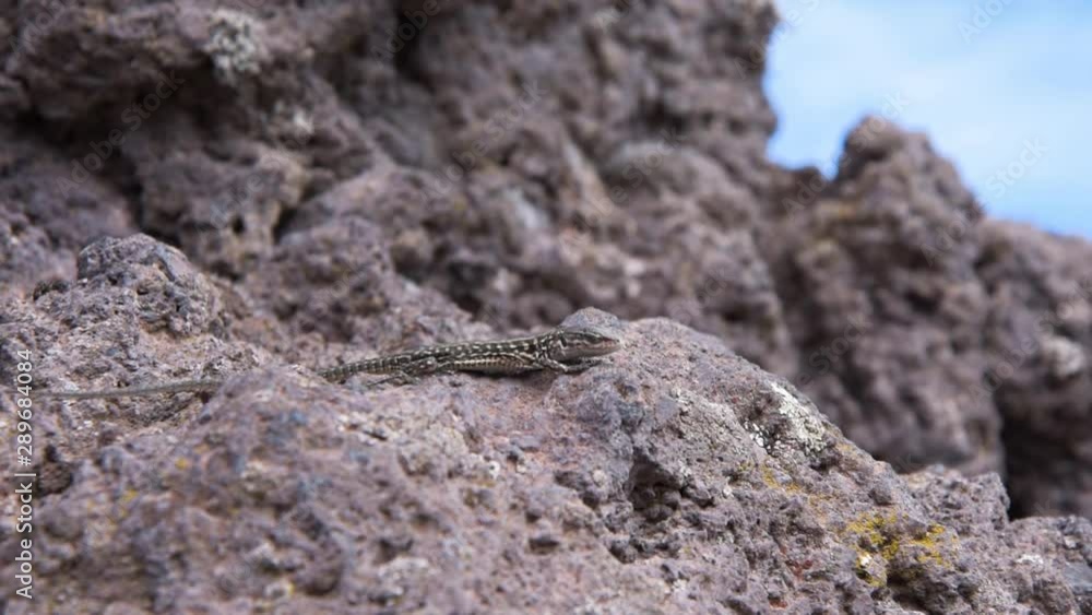 A small lizard on the rocky slope of vesuvius volcano in ercolano italy A small lizard on the rocky slope of vesuvius volcano in ercolano italy