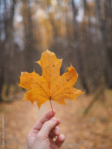 Maple Leaf in the Autumn Forest