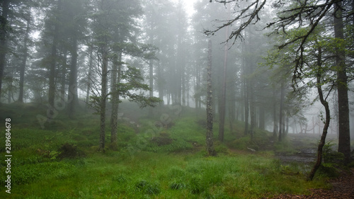 foggy morning in the forest