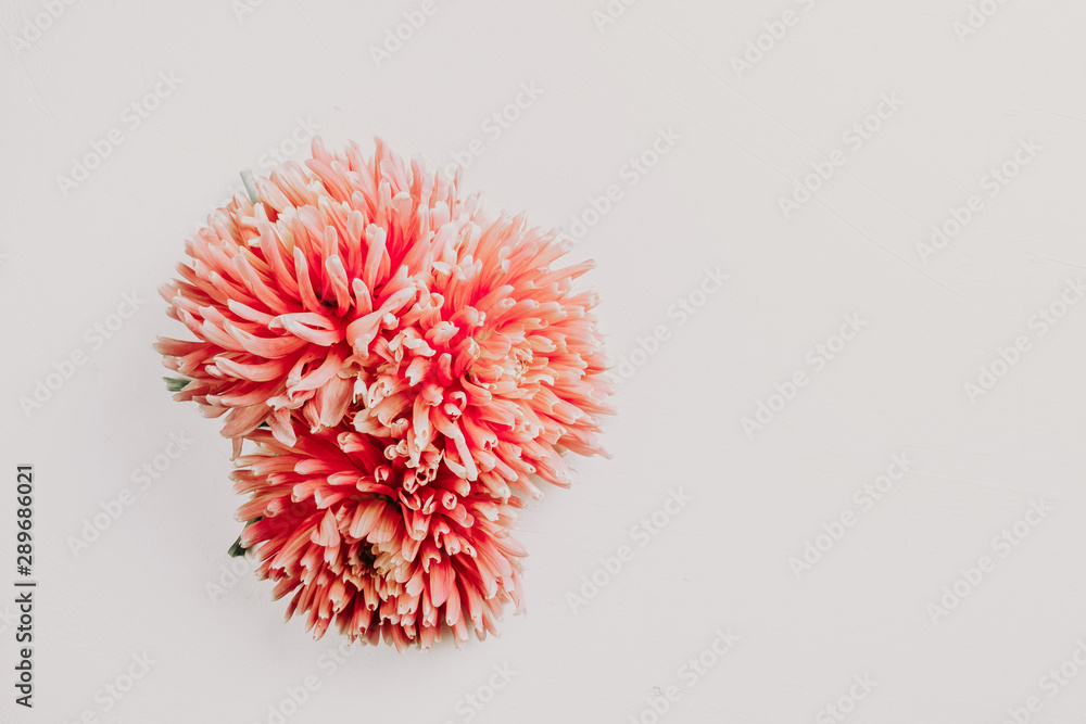 Fototapeta premium Pink dahlia flower on white background.