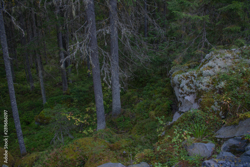 trees in the forest and rock with white moss