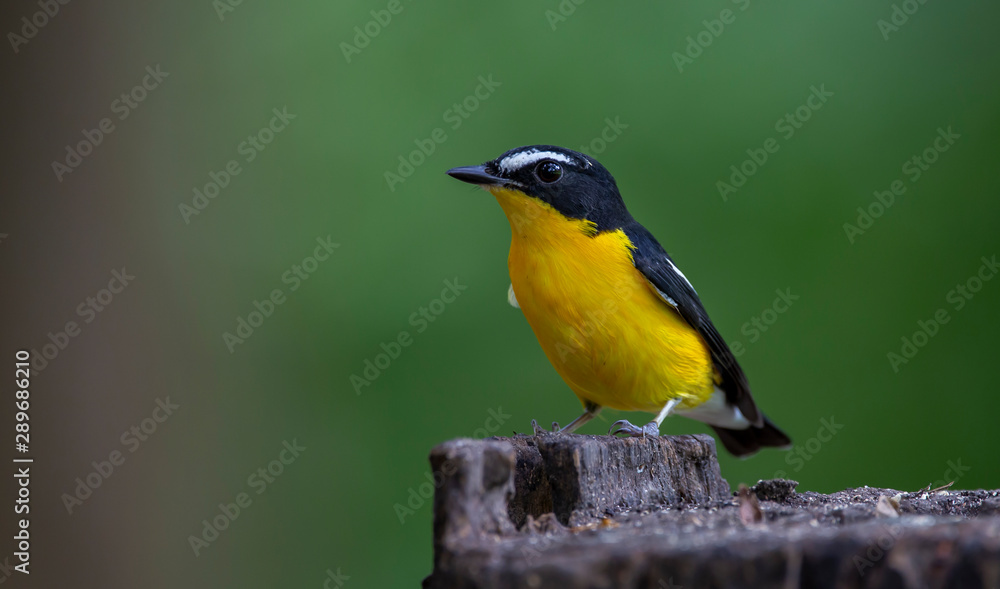 The Yellow-rumped Flycatcher is standing on the stump with blurred background.