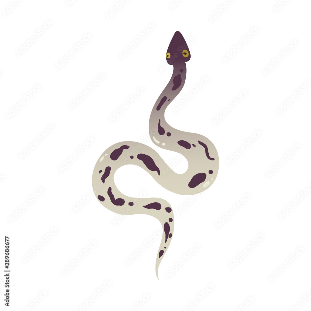 Fototapeta premium Gray poisonous snake with spots and wild animal python.