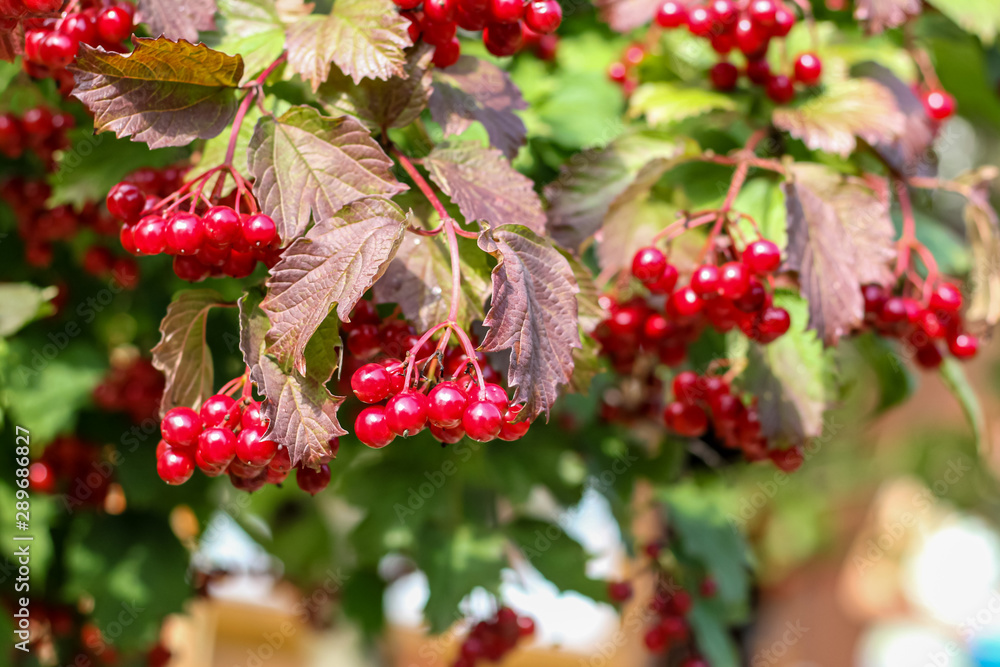 Obraz premium red berries on a branch