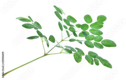 leaves of the Moringa oleifera Lam  isolated on white background