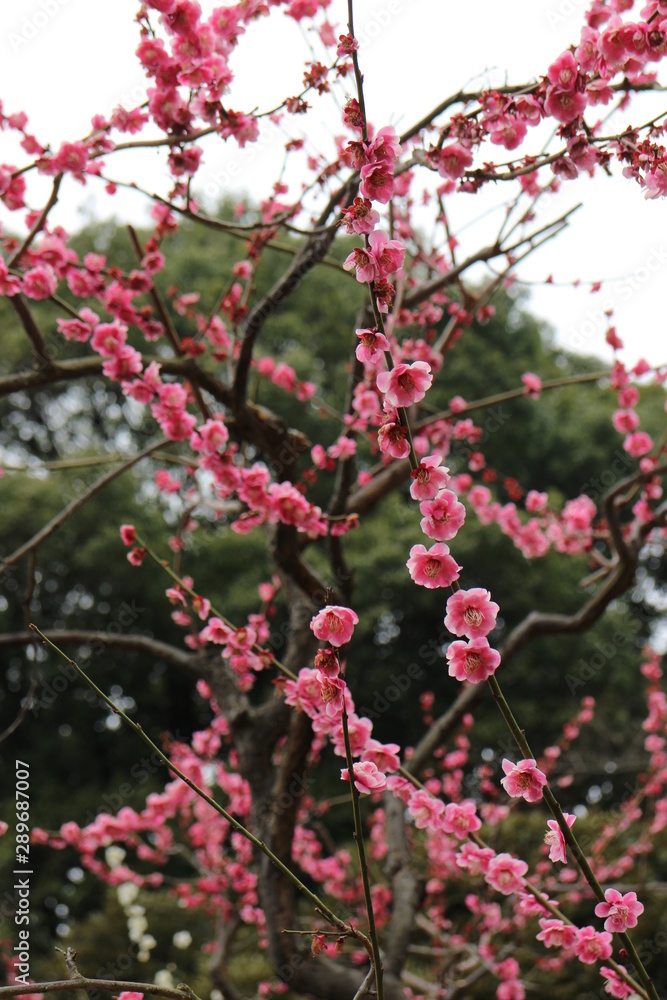 紅梅 紅梅