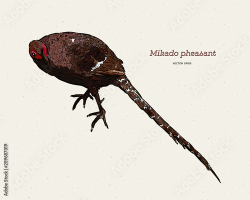 Mikado Pheasant (Syrmaticus mikado), the unofficial national bird of Taiwan. Endemic to mountainous regions of Taiwan. Hand draw sketch vector.
