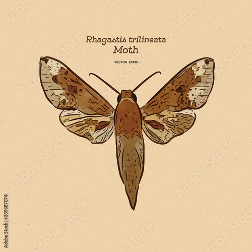 Rhagastis trilineata is a moth of the family Sphingidae.  hand draw sketch vector.