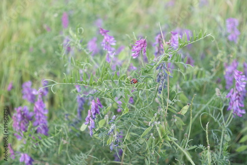 lilac summer herb1