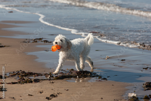 Cavachon exiting sea with bright orange plastic none shaped toy in her mouth © Pam