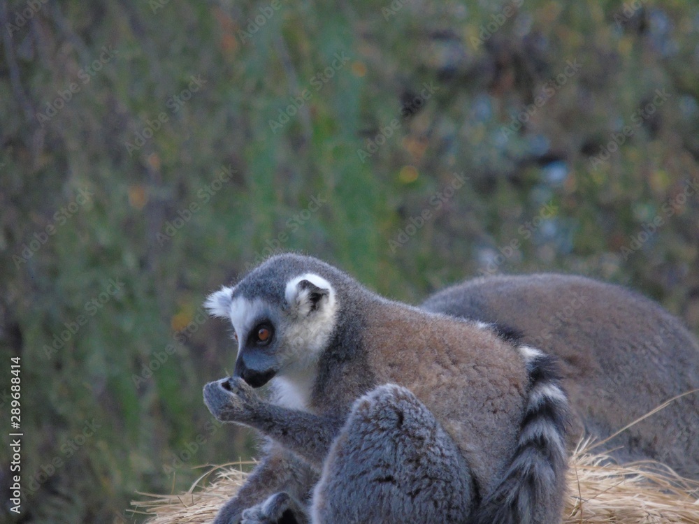 Obraz premium Lemurs in the jungle of Madagascar