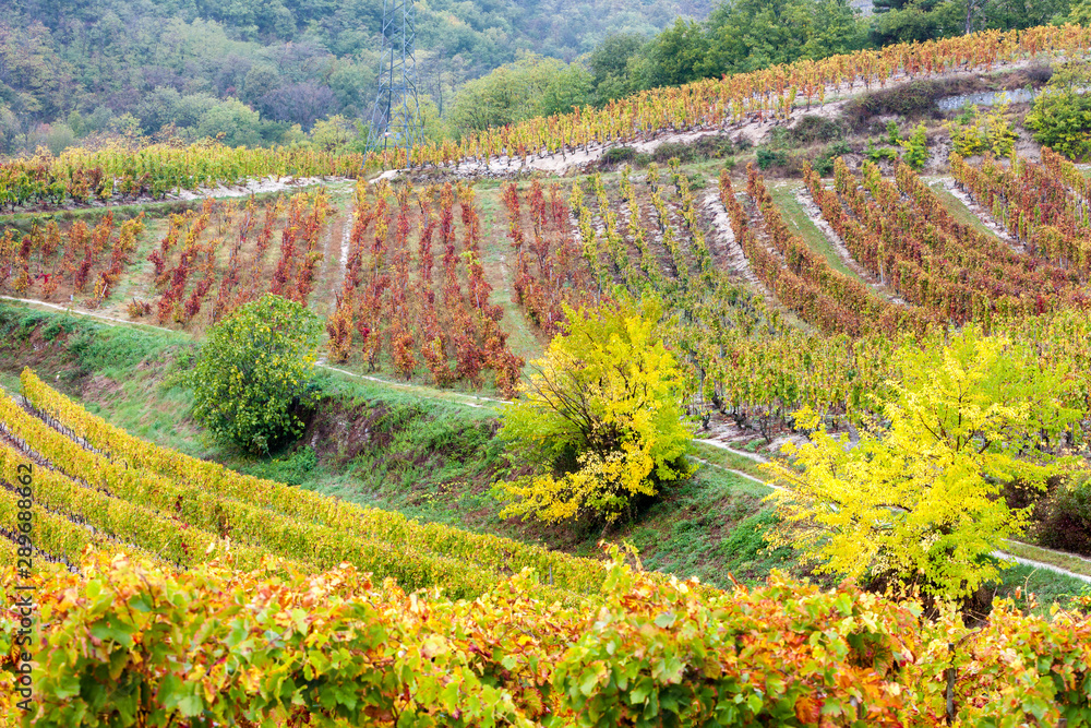 autumn vineyards in Rhona region, France