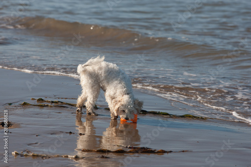 Cavachon picking up her bright orange bone shaped toy from the water's edge on the Irish Atlantic coast on a sunny day © Pam