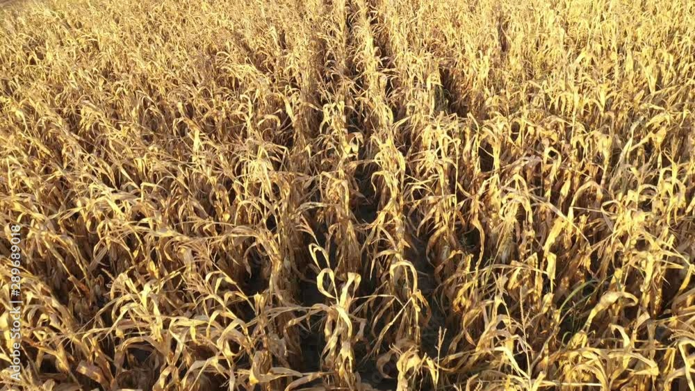 Drone flying above ripe cornfield Drone flying above ripe cornfield