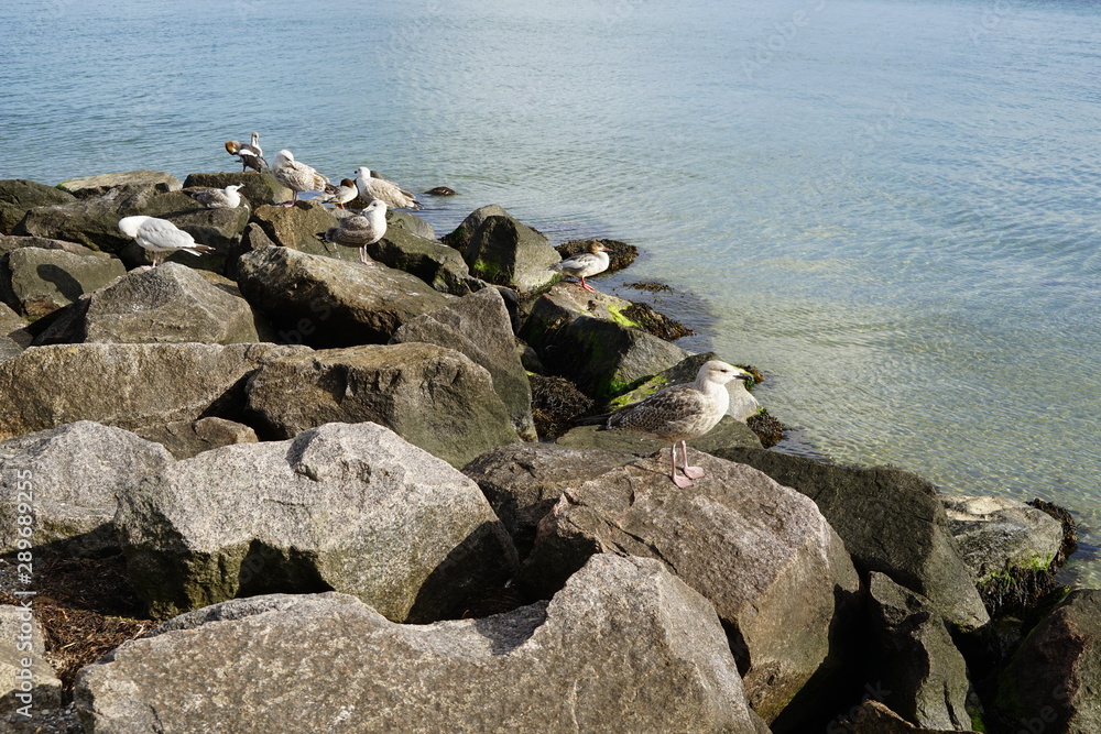Wasservögel an der Ostsee
