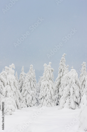 Winter landscape fir trees covered with snow