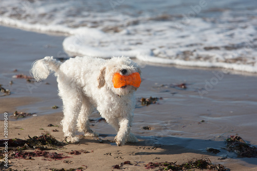 Cavachon with bright orange bone shaped toy in her mouth eyes obscured by fur at the water's edge on a sandy beach © Pam
