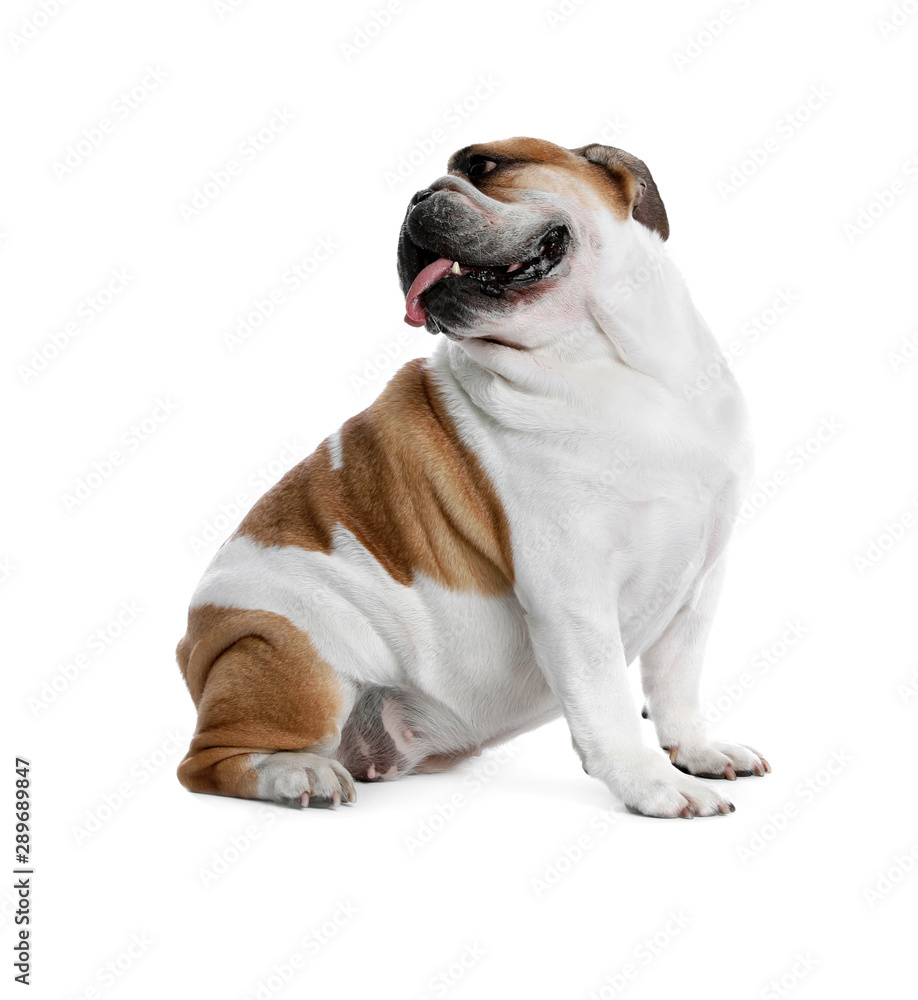 Adorable funny English bulldog on white background Adorable funny English bulldog on white background