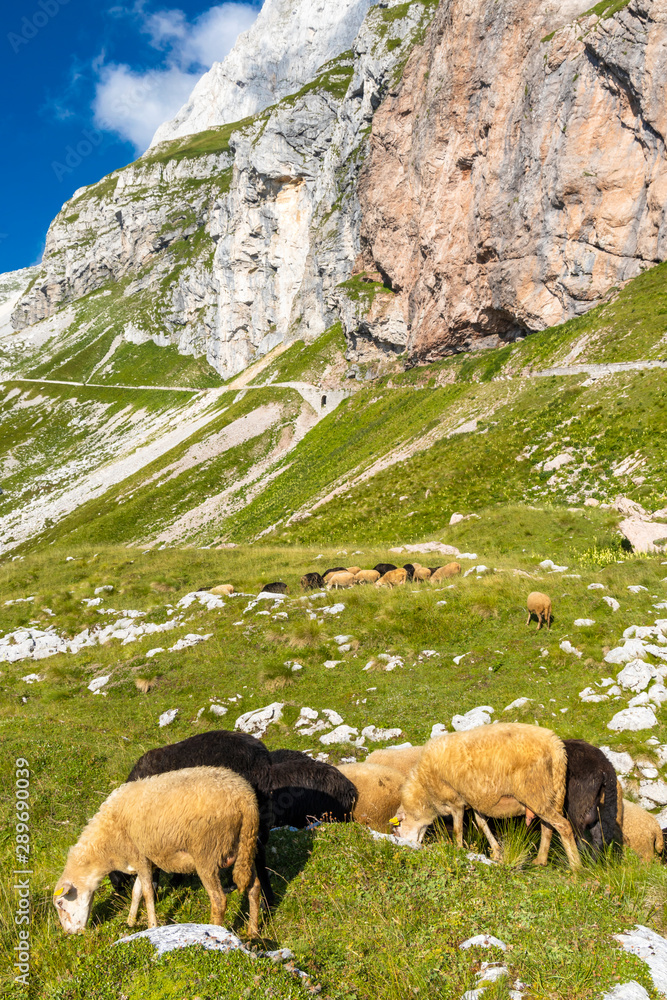 herd of sheep near Mangart, Triglav national park, Slovenia herd of sheep near Mangart, Triglav national park, Slovenia