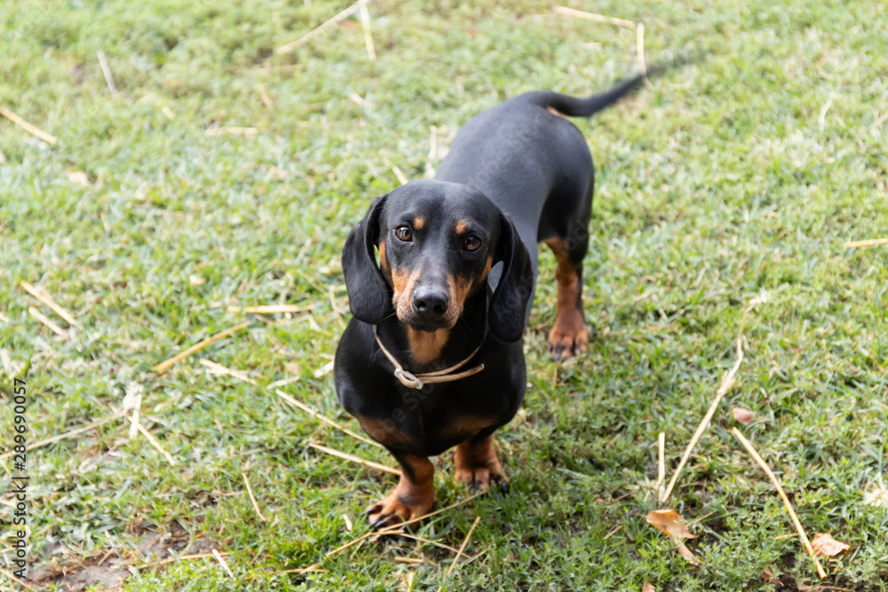 Young black dachshund on the grass looking directly at the camer