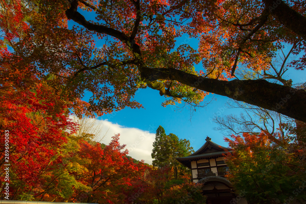 autumn in japan,autumn in the park