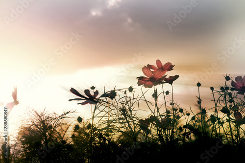 Cosmos flowers field with sunset evening time
