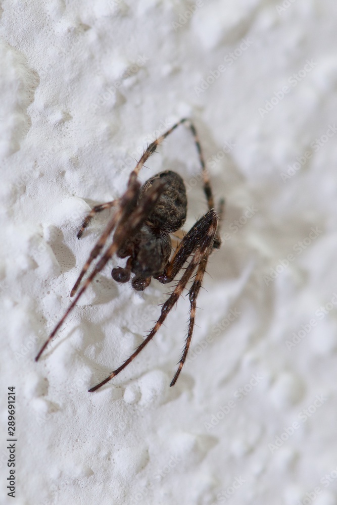 small dark spider on white ceiling in apartment small dark spider on white ceiling in apartment