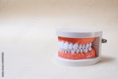 Teeth model, teaching tools