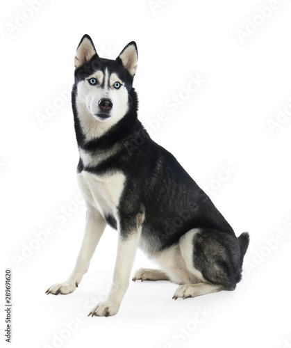 Cute Siberian Husky dog isolated on white