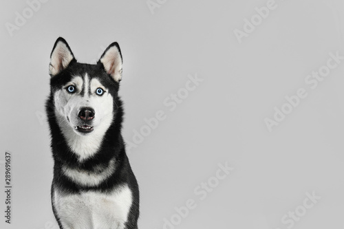 Fototapeta Naklejka Na Ścianę i Meble -  Cute Siberian Husky dog on light grey background. Space for text