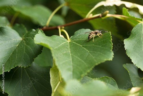 Bee on a Tree Leaf © Michelle