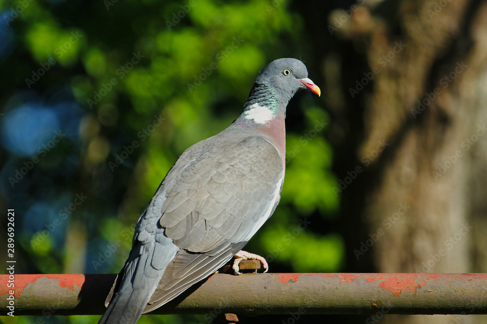 Eine Ringeltaube isoliert auf einer Stange sitzend im Sonnenlicht Columba palumbus Eine Ringeltaube isoliert auf einer Stange sitzend im Sonnenlicht Columba palumbus