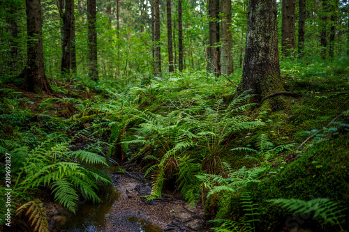 Forest landscape. A small stream in the coniferous forest. View of spruce trees  ferns and moss. Trunks and roots of fir trees. Beautiful northern nature. Nordic woodland. Hiking in the forest wilds.