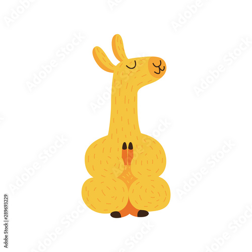 Funny lama sits in lotus position, relaxes and meditates, yoga concept.