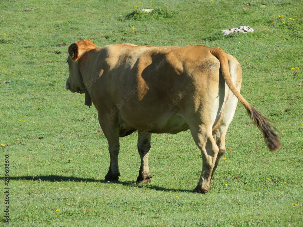 Beautiful large cows and well nourished by the green pastures of the mountain Beautiful large cows and well nourished by the green pastures of the mountain