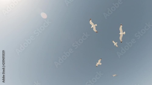 Seagulls flying in blue sky near the Greek island of Thassos.