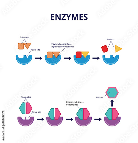 Enzyme substrates and active sites, chemical and biological processes. photo