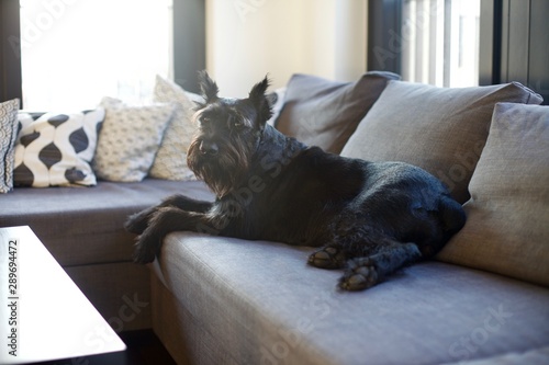 Black giant schnauzer resting at home