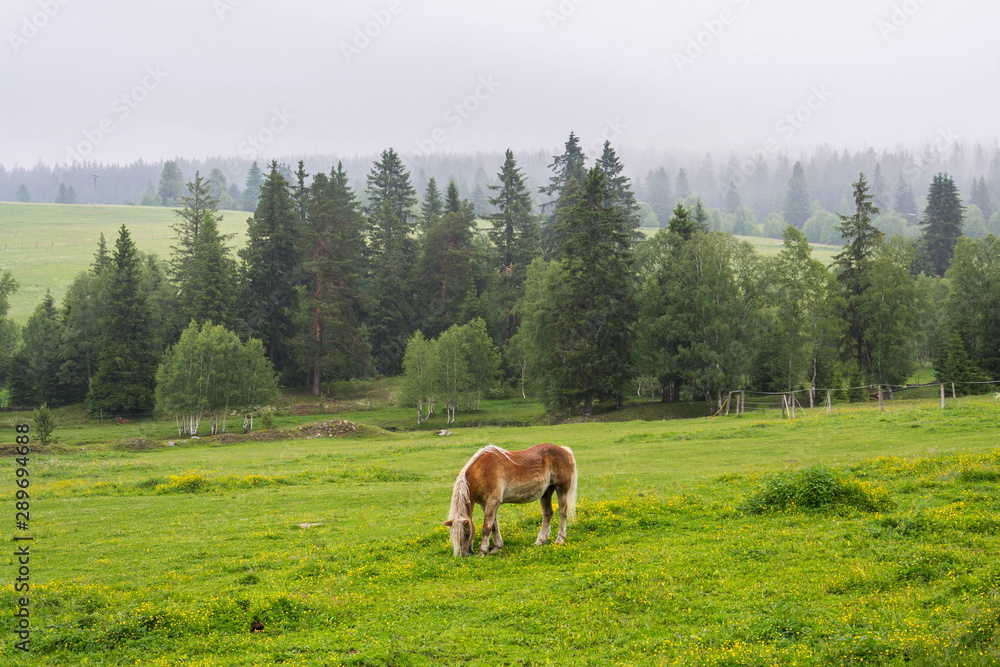 Beautiful horse graze on grass on pasture in the middle of woods, Horska Kvilda, Sumava, Czech Republic, cloudy summer day
