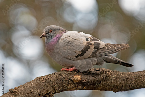 colorful pigeon 