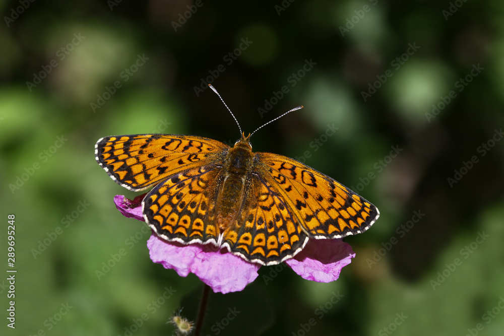 Spotted great iparhan butterfly ; Melitaea phoebe Spotted great iparhan butterfly ; Melitaea phoebe
