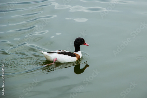 big black and white duck on the river. photo