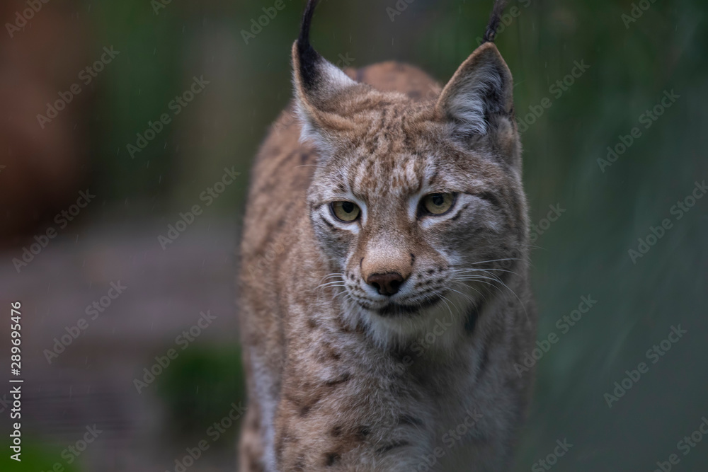 lynx, Lynx, close up portrait during a bright autumn day in September. lynx, Lynx, close up portrait during a bright autumn day in September.