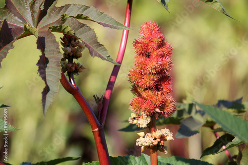 Red fruits and green leaves of Castor-beans plant or Ricinus communis in garden photo
