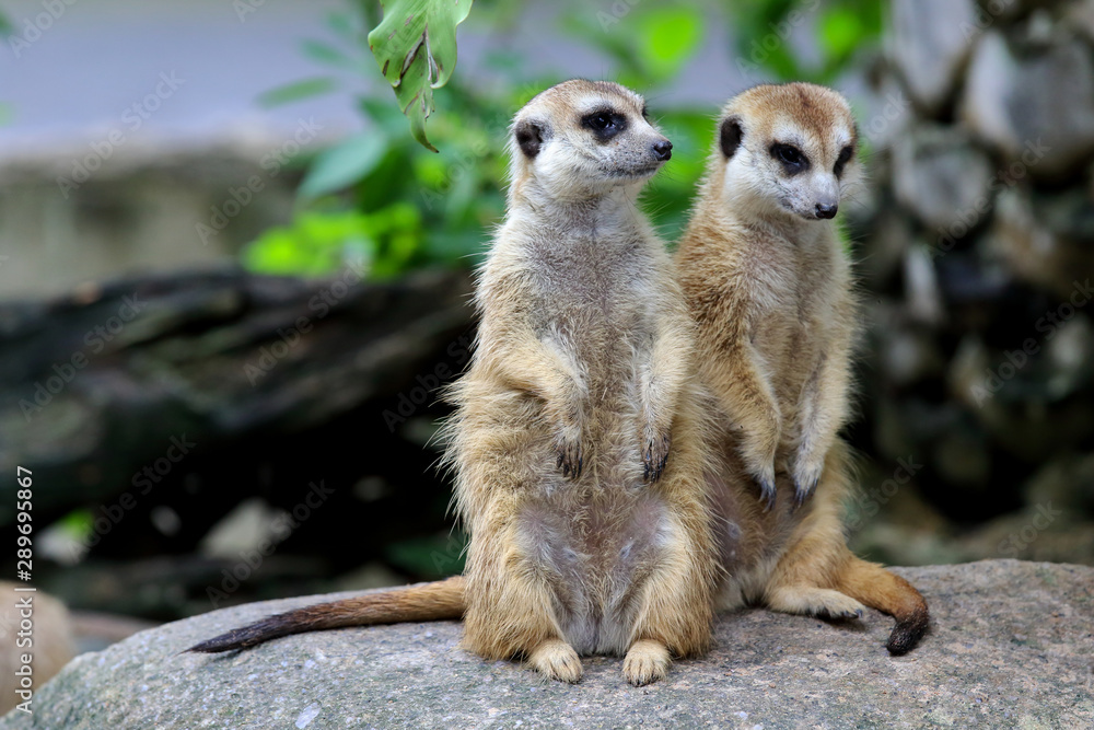 Fototapeta premium Watchful meerkats standing guard in the zoo.