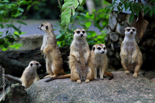 Watchful meerkats standing guard in the zoo.