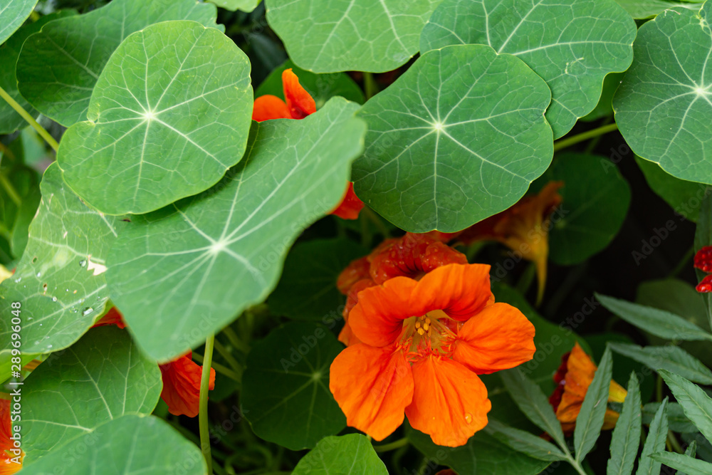 Flowering nasturtium garden close-up Flowering nasturtium garden close-up